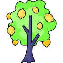 Mango Orchard